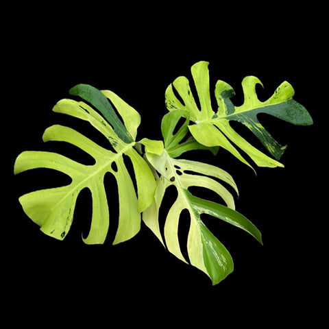 [Bare-root] Monstera Lime TC [Wishlist]