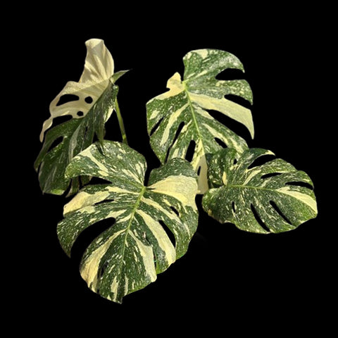 [Bare-root] Monstera Creme Brulee TC [Wishlist]