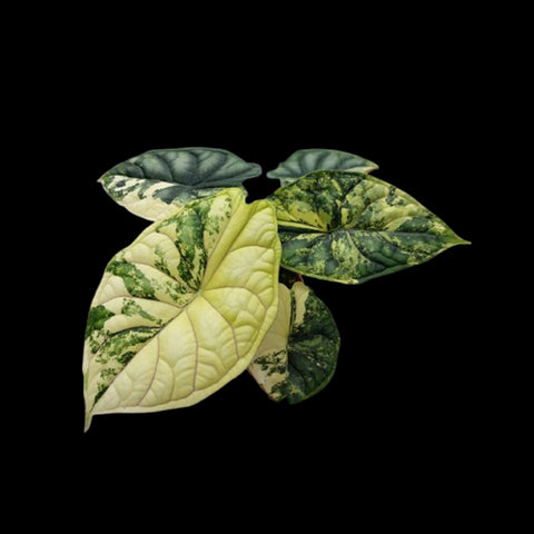 [Bare-root]Alocasia Dragon Scale variegated (TC) [Wishlist]