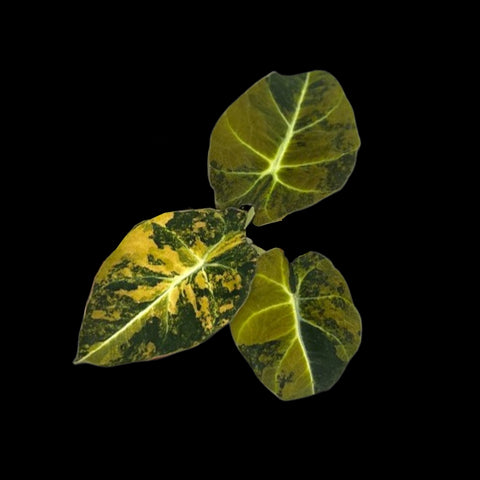 [Bare-root] Alocasia Black Velvet Golden Var(TC) [Wishlist]