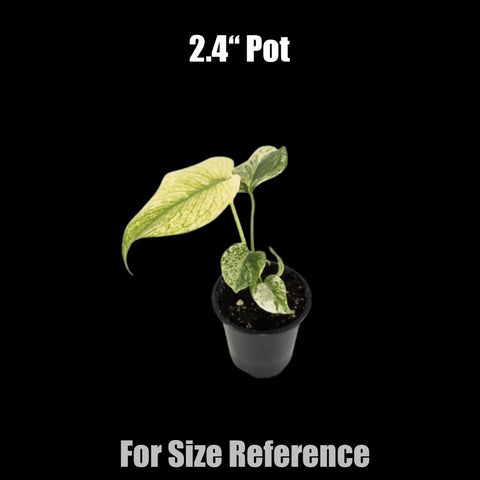 [Potted] Monstera deliciosa “White Monster” 白怪獸 [Nov Green 25]