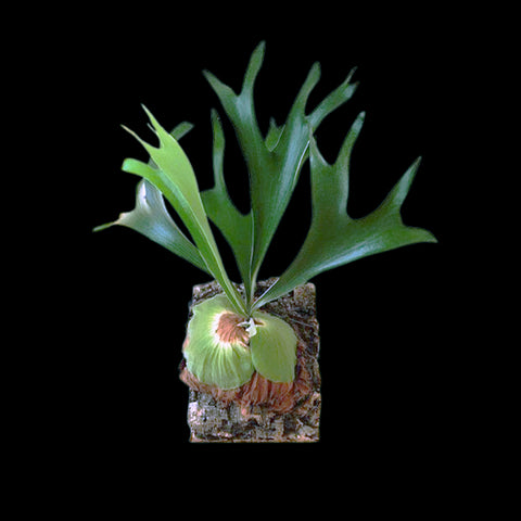 [Potted] Platy. bifurcatum 二歧鹿角蕨 [Nov green 25]