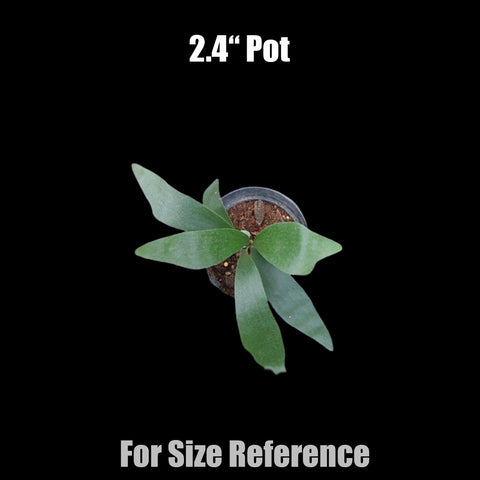 [Potted] Platy. bifurcatum 二歧鹿角蕨 [Nov green 25]