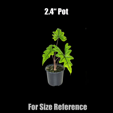 [Potted] Alocasia Jacklyn [Nov Green 25]