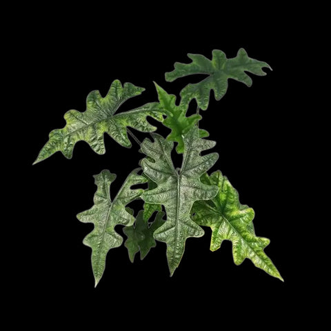 [Potted] Alocasia Jacklyn [Nov Green 25]