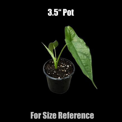 [Potted] Alocasia Heterophylla Dragons Breath [Nov Green 25]