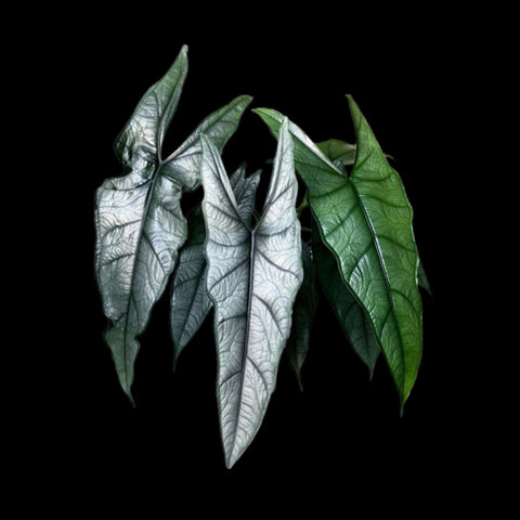 [Potted] Alocasia Heterophylla Dragons Breath [Nov Green 25]