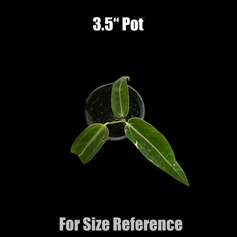 [AS-IS] Anthurium Warocqueanum 'dark form' [Nov Green 25]