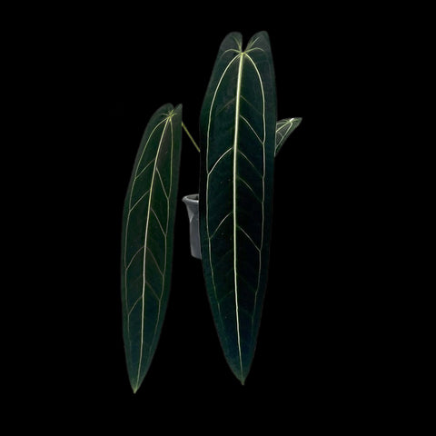 [AS-IS] Anthurium Warocqueanum 'dark form' [Nov Green 25]