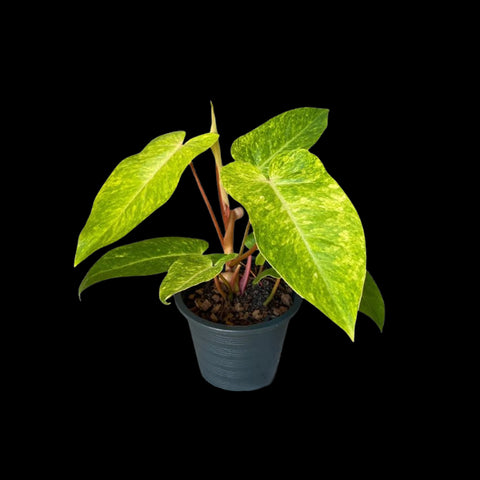 [Potted] Philodendron Painted Lady [Preorder]