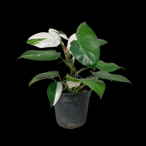 [Potted] Philodendron White Knight [Preorder]
