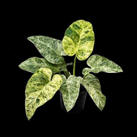 [Potted] Philodendron Gigantrum Bizzard [Preorder]