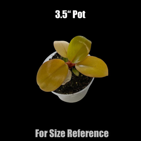 [Potted] Philodendron Mars [Preorder]