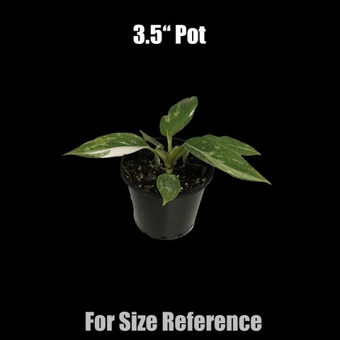 [Potted] Philodendron White Knight [Preorder]