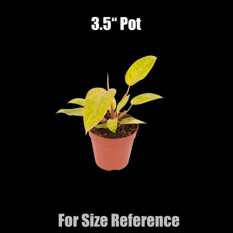 [Potted] Philodendron Painted Lady [Preorder]