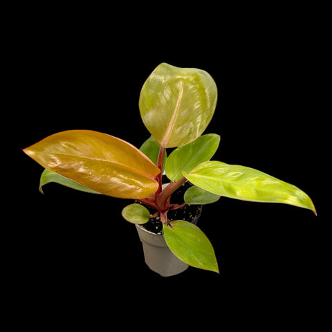 [Potted] Philodendron Mars [Preorder]