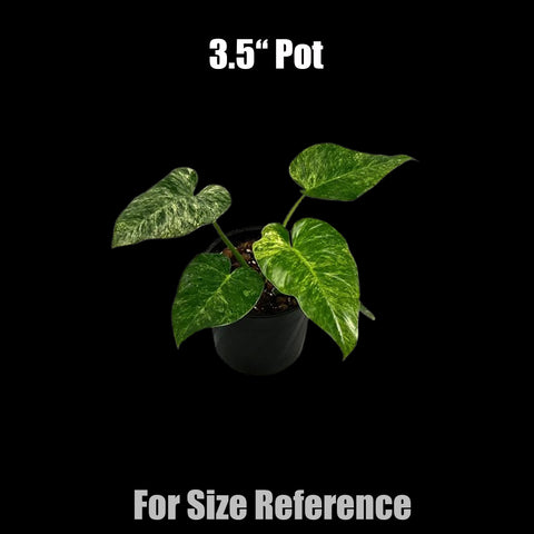 [Potted] Philodendron Gigantrum Bizzard [Preorder]