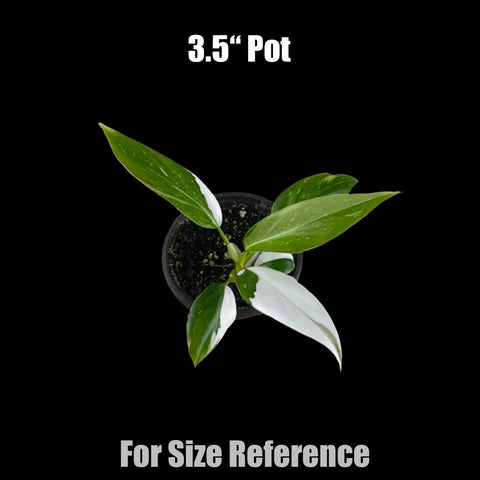 [Potted] Philodendron White Princess [Preorder]