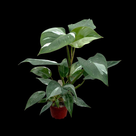 [Potted] Philodendron White Princess [Preorder]