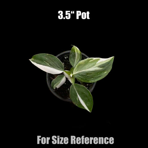 [Potted] Philodendron White Wizard [Preorder]