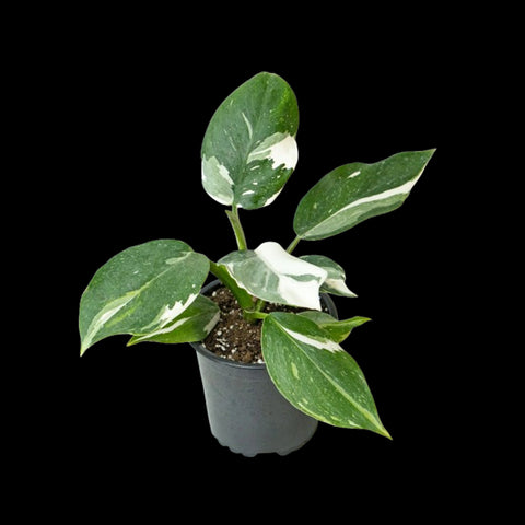 [Potted] Philodendron White Wizard [Preorder]