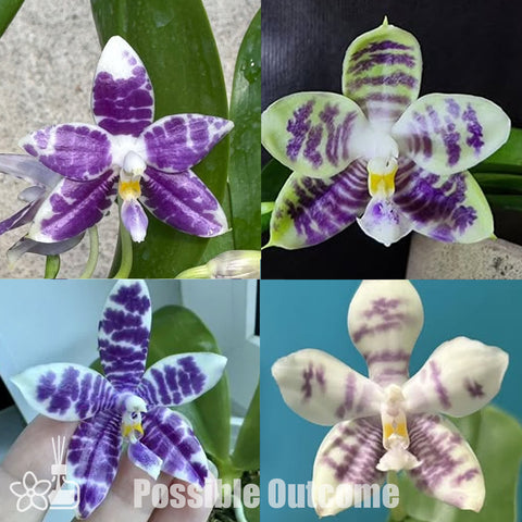 [Bare-root]Phal. Lioulin Blue Peacock x LL Blue Leopard [Nov Preorder 25]
