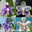 [Bare-root]Phal. Lioulin Blue Peacock x LL Blue Leopard [Dec  Preorder 25]
