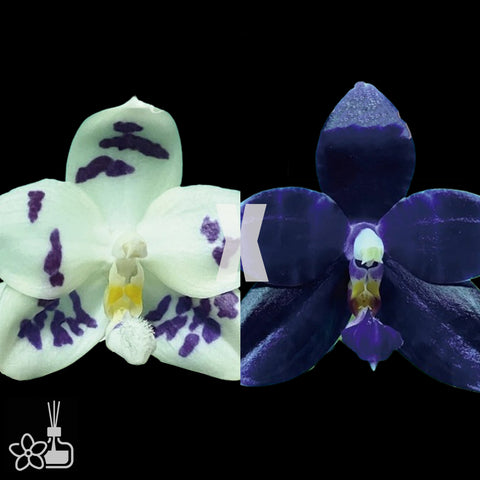 [Bare-root]Phal. Lioulin Blue Peacock x LL Blue Leopard [Nov Preorder 25]