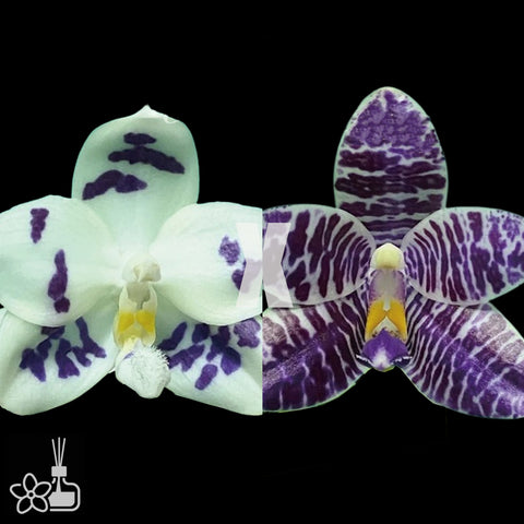 [Bare-root]Phal. Lioulin Blue Peacock x Lioulin blue pheasant [Nov Preorder 25]