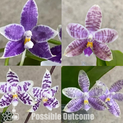 [Bare-root]Phal. Lioulin Blue Peacock x Ks Blue Ludde [Nov Preorder 25]