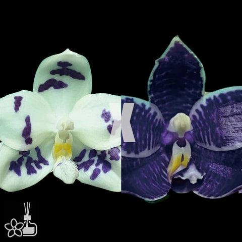 [Bare-root]Phal. Lioulin Blue Peacock x Ks Blue Ludde [Nov Preorder 25]