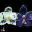 [Bare-root]Phal. Lioulin Blue Peacock x Ks Blue Ludde [Dec  Preorder 25]