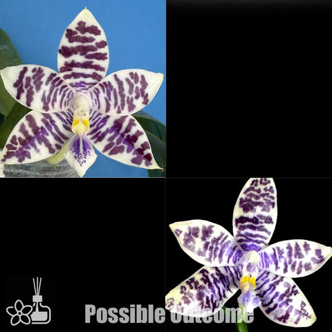 [Bare-root]Phal. Lioulin Blue Peacock x Jamie's Blue Dragonfly [Nov Preorder 25]