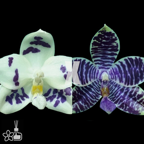[Bare-root]Phal. Lioulin Blue Peacock x Jamie's Blue Dragonfly [Nov Preorder 25]