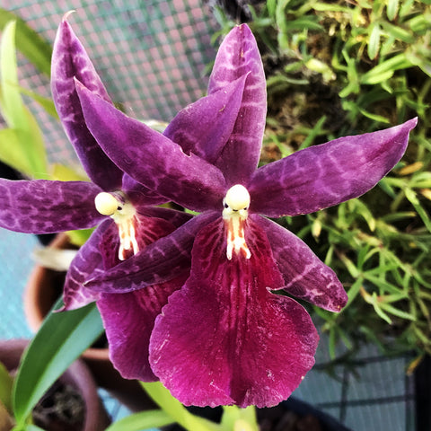 [Bare-root] Miltassia Dark Star [Dec Preorder 25]