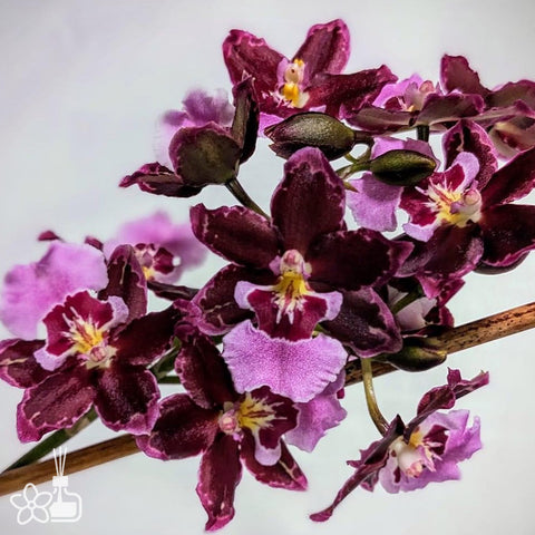 [Bare-root] Onc. Guann Shin Sakura [Dec Preorder 25]