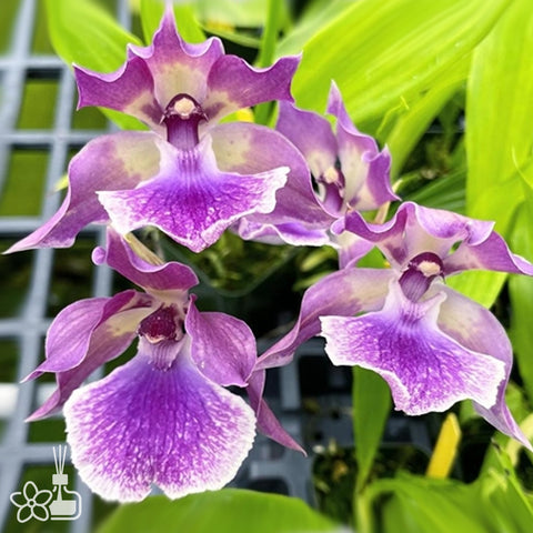 [Bare-root] Zygo. Murasaki Komachi [Dec Preorder 25]