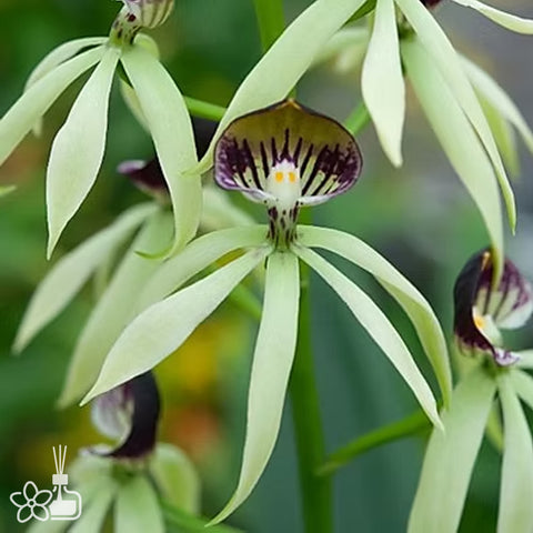 [Bare-root] Enc. cochleata [Dec Preorder 25]