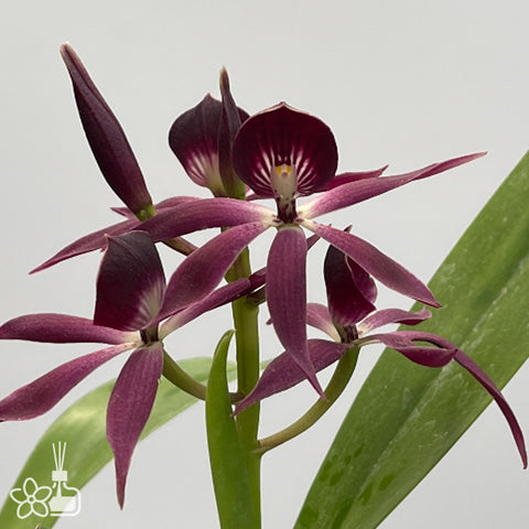 [Bare-root] Guarechea Black Comet [Dec Preorder 25]