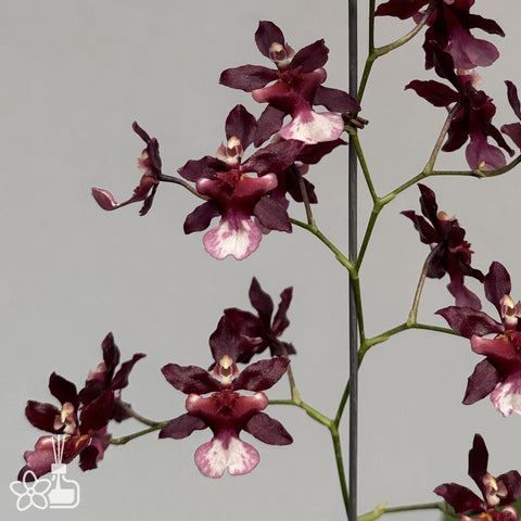 [Bare-root] Onc. Jairak Fragrance 'Bordeaux' [Dec Preorder 25]