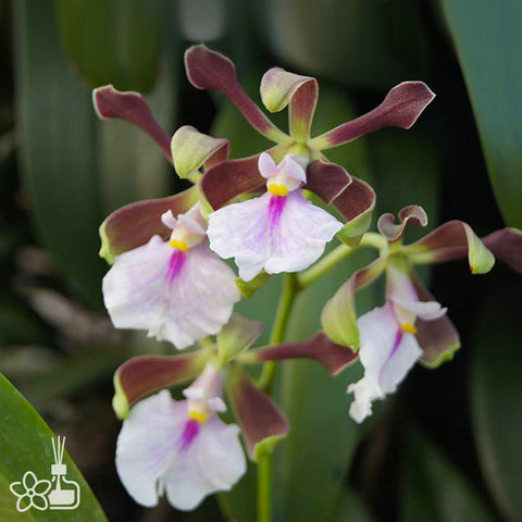 [Bare-root] Encyclia cordigera  [Dec Preorder 25]