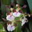 [Bare-root] Encyclia cordigera  [Dec Preorder 25]