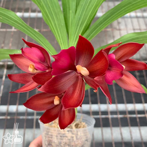 [Bare-root] Cyc. Wine Delight 'JEM' FCC/AOS 紅天鵝'JEM'  [Dec Preorder 25]