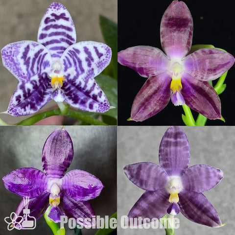 [Bare-root]Phal. Lioulin Blue Peacock xScott B.Taylor [Nov Preorder 25]