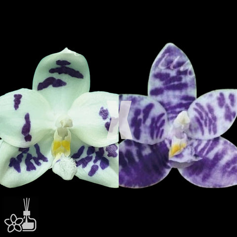 [Bare-root]Phal. Lioulin Blue Peacock xScott B.Taylor [Nov Preorder 25]