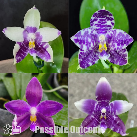 [Bare-root]Phal. Lioulin Blue Peacock x Lioulin Blue Parrot [Nov Preorder 25]