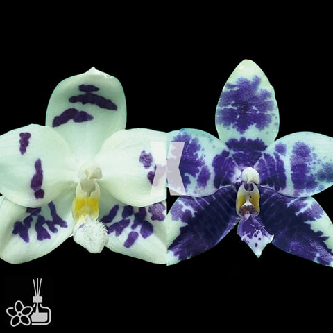 [Bare-root]Phal. Lioulin Blue Peacock x Lioulin Blue Parrot [Nov Preorder 25]