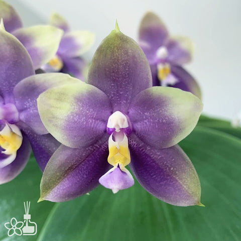 [Bare-root]Phal. Mituo Blue Bear 彌陀藍熊 [Nov Preorder 25]