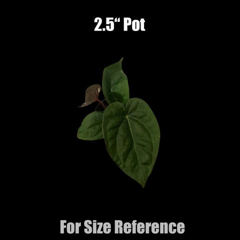 [AS-IS] Anthurium Luxurians Dark Form [Nov Green 25]