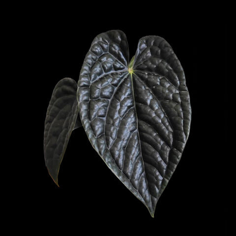 [AS-IS] Anthurium Luxurians Dark Form [Nov Green 25]